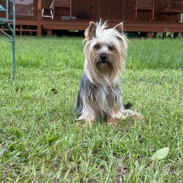 DeDe - Silky Terrier