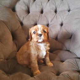 Border Collie and Cavalier King Charles Spaniel Puppies from Magnolia Acres
