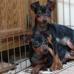 Miniature Pinscher and Toy Fox Terrier Puppies from Amberfaye's Min Pins and Toy Fox Terriers