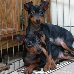 Miniature Pinscher and Toy Fox Terrier Puppies from Amberfaye's Min Pins and Toy Fox Terriers