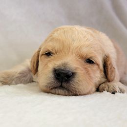 Goldendoodle Puppies from Lake Village Doodles