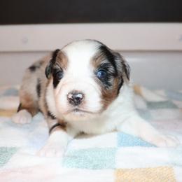 Light - Blue merle female Australian Shepherd puppy in Colorado from Firestone Australian Shepherds