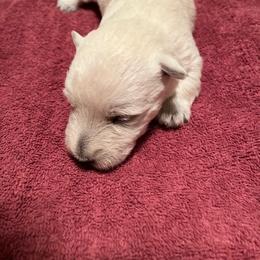 Sweet girl - Wheaten female Scottish Terrier puppy in Madera, California from Judyz Scotties