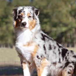 Australian Shepherds from Robin Mcneill