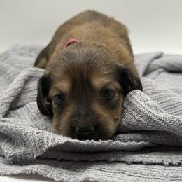 AKC limited Pink Girl - Sable female Dachshund puppy in Bartlesville, Oklahoma from OkieDokieDox