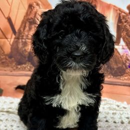 Girl 3 - Goldendoodle puppy from Island Doodles of Georgia