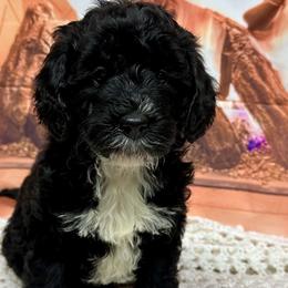 Girl 3 - Goldendoodle puppy from Island Doodles of Georgia