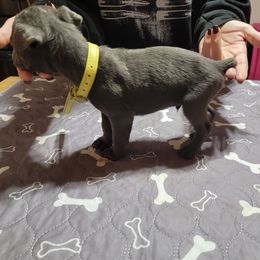 Boy 1 - Cane Corso puppy in Sturgeon Lake, Minnesota from Coffee Lake K9s