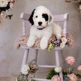 Purple Collar Florence - Black and white female Bernedoodle puppy in Camden, North Carolina from Fleury Farm Doodles NC