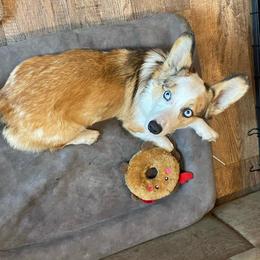 Hoss - Fawn merle male American Corgi puppy in Brandon, Florida from Swell Corgis