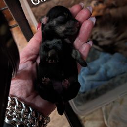 Chihuahua and Chinese Crested Puppies from Harris K-9's