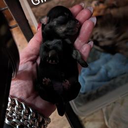 Chihuahua and Chinese Crested Puppies from Harris K-9's