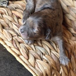 Hank Williams-Sydne's Pup - Merle male Shihpoo puppy in Delphos, Ohio from Route 66 Puppies