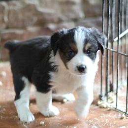 Badger - Blue merle male Miniature Australian Shepherd puppy in Gretna, Virginia from Adams Acres Cattle Dogs