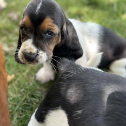 Basset Hound Puppies from Hill Top Basset Hounds & Great Pyrenees