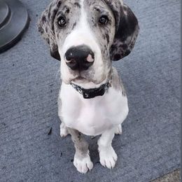 Great Dane Puppies from Gentle Giants of Tennessee Great Danes