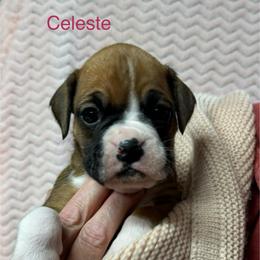 Celeste - Fawn female Boxer puppy in Elyria, Ohio from Just-A-Wyn Boxers
