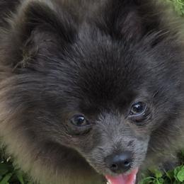 Breezy - Pomeranian