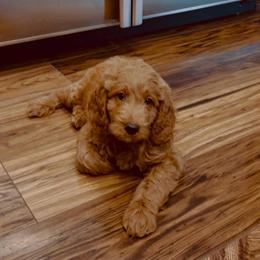 Kona - Red  male Goldendoodle puppy in Anthem/Phoenix, Arizona from Ironwood Doodles