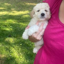 Maisy - Cream Goldendoodle puppy in Cincinnati, Ohio from Danielle's Doodles