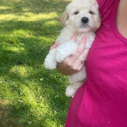 Maisy - Cream Goldendoodle puppy in Cincinnati, Ohio from Danielle's Doodles