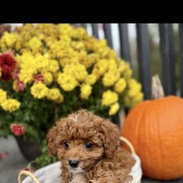 Saffron - Red male Cavapoo puppy in Bozrah, Connecticut from Cedar Creek Farm
