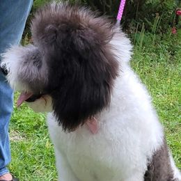 Goldendoodle and Poodle Puppies from Elizabeth Rocha's Doodles