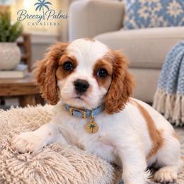 Yuri - Blenheim male Cavalier King Charles Spaniel puppy in Mount Dora, Fl, Florida from Breezy Palms Cavaliers
