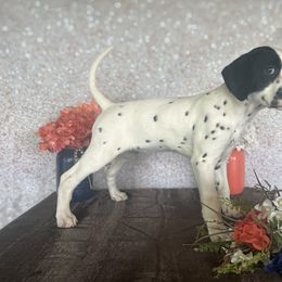 Boo - White and black Dalmatian puppy in Motley, Minnesota from Dynasty Paws