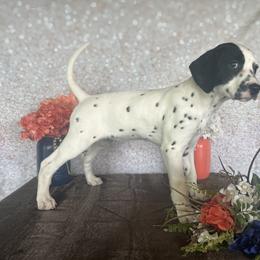 Boo - White and black Dalmatian puppy in Motley, Minnesota from Dynasty Paws