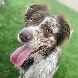Fannie Mae - Miniature Australian Shepherd