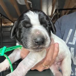 Green - Black and white male German Shorthaired Pointer puppy in Newton Grove, North Carolina from Wayalife Labradors & Gsp’s