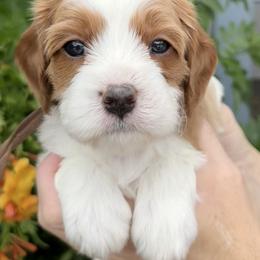 Bernedoodle, Cavapoo, and Goldendoodle Puppies from Adored Poodle & Doodles