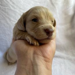Chocolate Base Cream - Cream male Dachshund puppy in Oklahoma City, Oklahoma from Jess’s Dachshunds