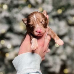 Linguine - Chocolate male Pomsky puppy in Cleveland, Ohio from Lake Point Pomskies