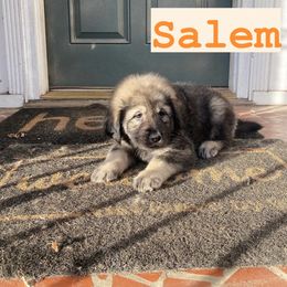 Neapolitan Mastiff and Tibetan Mastiff Puppies from Carolina Coastal Mastinos
