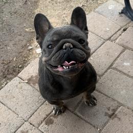 Deagle - Tricolors female French Bulldog puppy in Mesa, Arizona from Prickly Pear Kennels