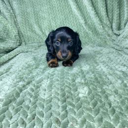 Klaus - Black and tan male Dachshund puppy in Richmond, Virginia from Paw Prints