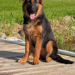 German Shepherd Puppies from League of Shepherds