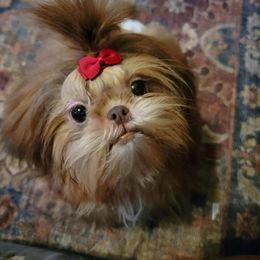 Lucy - Shih Tzu
