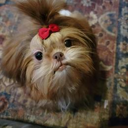 Lucy - Shih Tzu