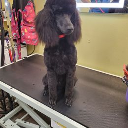 Poodle All Grown Up from Reflexxion Poodles