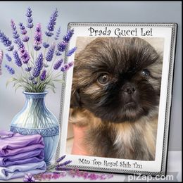 Shih Tzu Puppies from Mtn Top Royal Shih Tzu