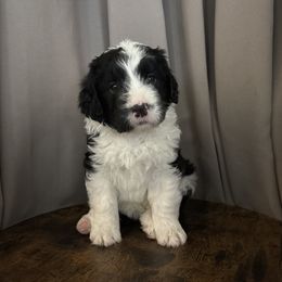 Rue - Black and white female Assorted Doodle Crosses puppy in Mesa, Arizona from Arizona Doodle Trails