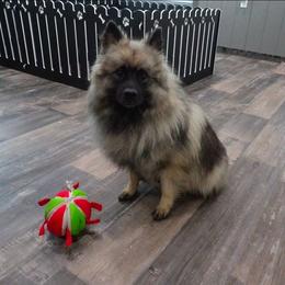 Abby - Keeshond