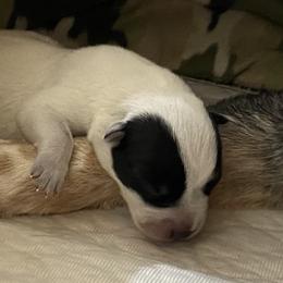 Australian Cattle Dog and Bloodhound Puppies from Hardiman’s Howlin’ Hounds/Sandi Hardiman