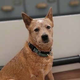 Daisy - Australian Cattle Dog