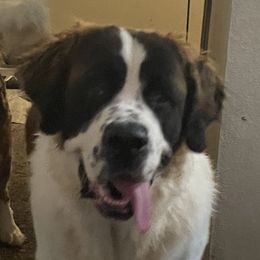 Betty Lou - Saint Bernard