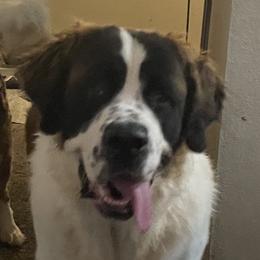 Betty Lou - Saint Bernard