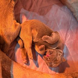 Lola - Gray female Cane Corso puppy in Hallettsville, Texas from Gladiator Acres